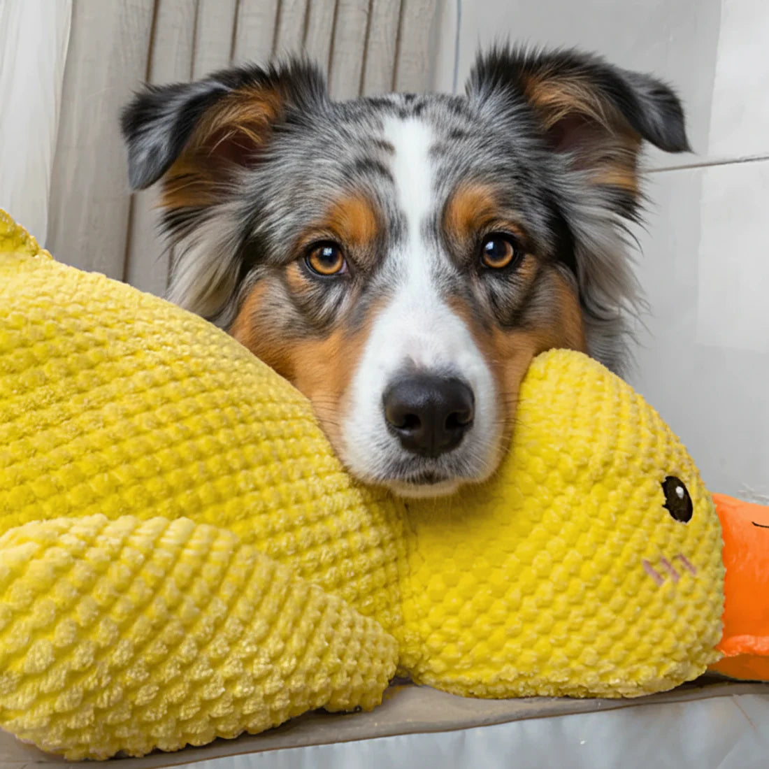 Le ZenDuck™ - Canard anti-stress