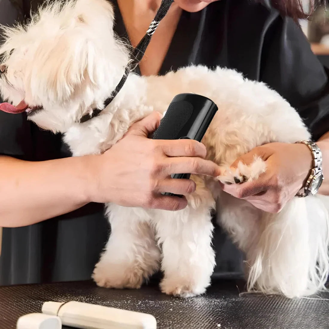 La Brosse Magique pour chien