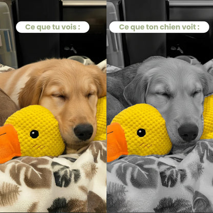 Le ZenDuck™ - Canard anti-stress